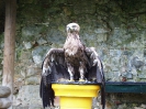 Adler-Show