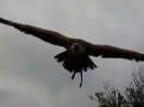 Adler-Show (3)