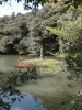 Kyoto - Goldener Tempel (2)