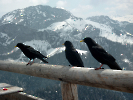 2006 - Berchtesgaden