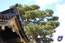 Nijo Castle - 二条城