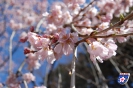 Kirschblüte