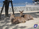 Rehe