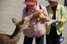 Rehe