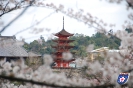 Itsukushima-Schrein - 厳島神社