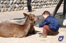 Rehe