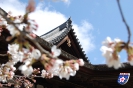 Nara, Hōryū-ji - 奈良市, 法隆寺