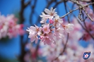 Kirschblüte - 桜の花