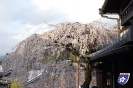 Kirschblüte in Kyoto
