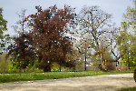 Coburg_4